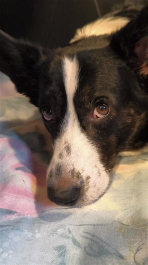 Przed nami Nowy Rok 2026, w który wkraczamy z nową energią i nadziejami! Happy New Hopes! #Controversia #corgilove #corgiwpolsce #FCI #controversiakennel #hodowlacorgi #corgipuppy #szczeniak #corgi #polishcorgi #cardiganpuppy #cardigancorgi #hodowlapsowrasowych #szczenięta #Controversia #welshcorgi #cardigan #breeding #hodowla #cardiganwelshcorgi #corgibreeder #welshcorgicardigan #HappyNewYear | Controversia - Welsh Corgi Cardigan