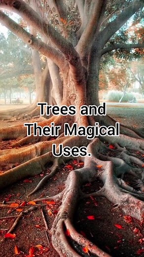 Unlocking the Power of Tree Magick: Herbalism, Herbology, and Witchcraft Tips