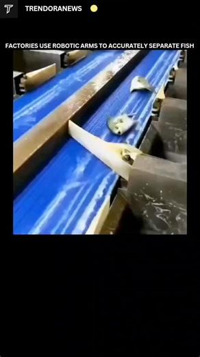 TrendoraNews on Instagram: "Follow me us @trendoranews new content or post and enjoy. Factories rely on advanced sorting machines to rapidly organize products by characteristics such as size, color, weight, or quality. Items move along conveyors past sensors—like cameras, lasers, or scales—that instantly analyze each piece. When something doesn’t meet the required specs, automated mechanisms such as air jets, flaps, or robotic arms remove or redirect it. This allows factories to handle thousands