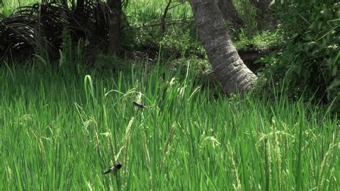 clip-4005788461-fresh-green-paddies-host-sparrow