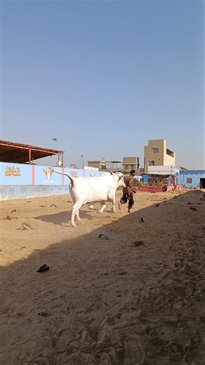 Dangerous cow 😱 cattle with mani #ytshorts #cow #animals #shorts #india