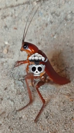 Cockroach Respawns IRL😱 #ai #hailuoai #filmora