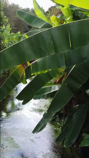 Natobi en concert méditatif - Extrait Méditation guidée live pour lâcher prise et déconnecter
