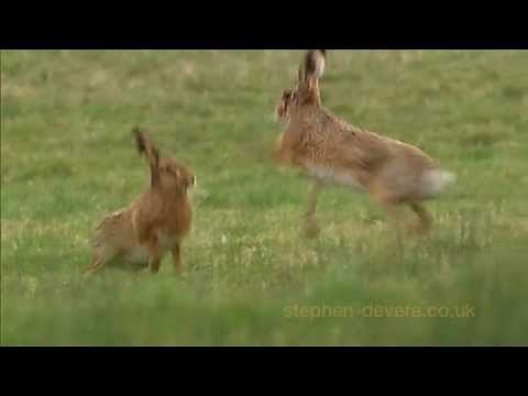Mad March Hares Boxing - male chases female