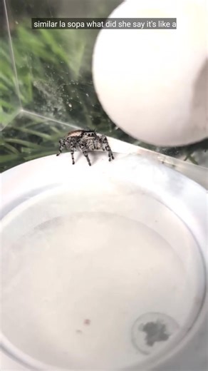 Mini Robomuppets on Reels