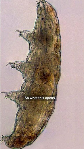 Tardigrades Could Make Human Cells Radiation-Proof