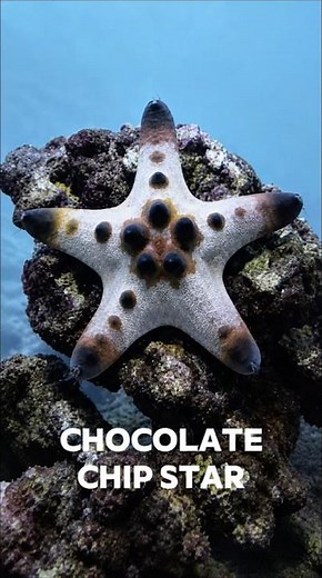 Chocolate Chip Starfish #animals