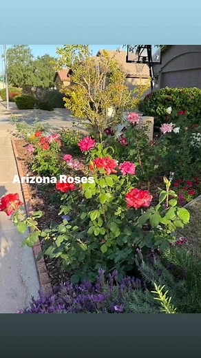 April is busting out all over!” Here in sunny Arizona our roses are “busting out!” And it’s a sight to see; and a fragrance to smell. Just amazing! And one of my neighbors stops and takes pictures every day! He says it makes his morning walk more enjoyable. Do you have a favorite rose? #eileenbelllandau #authenticaging #ArizonaRoses | A Wise Woman-Eileen bell landau