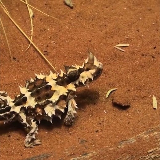 The Thorny Devil Nature’s Most Armored Desert Survivor #ThornyDevil #ThornyDevilLizard #wildlife