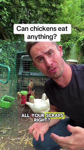 Foods Poisonous to Chickens: What to Avoid