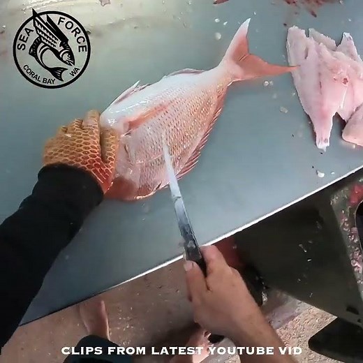 Fish Filleting | PINK SNAPPER - Fishing Charter, Coral Bay