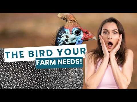 Why Guinea Fowl Are the Only Bird Your Farm Is Missing