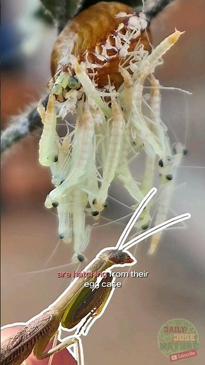Praying Mantis Babies Hatching from an Egg Sack, called an #Ootheca #naturelovers #animals #shorts
