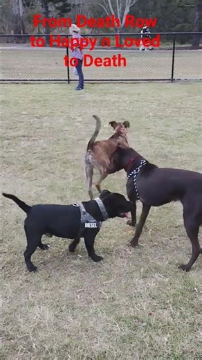 He was Heading to Death Row until I Found Him ❤️❤️❤️#dog #doglife #pets #dogbreed #puppy #funny