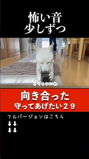 音で震えていた柴犬...行動診療の先生の方法を試した日 #震える犬 #恐怖症 #行動診療