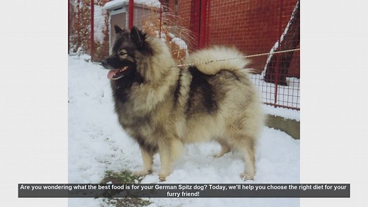 Best Food for Your German Spitz: A Complete Guide