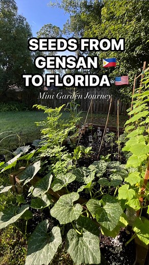 Mini Garden sa Florida | Seeds from Gensan pa 😍😅 #gardening #philippinestoamerica #pinayinusa #filipinainusa #afamhusband #bisayainflorida #raisedbedgarden #fypシ | Ladee Nicor Richmond