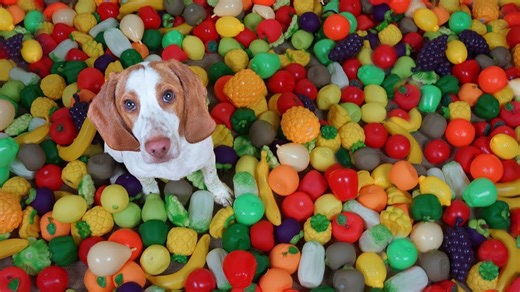 Cute puppy discovers squeaky toy surprise