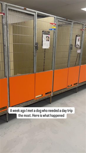 I took a very nervous shelter dog out last week here is what happened