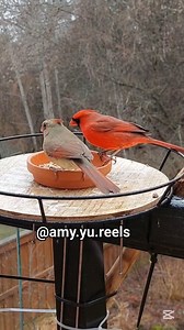 ❤️ Mr.Cardinal and Mrs Cardinal enjoying a snack together ❤️ #cardinals #backyardbirds #birdfeeder #birdwatching | Amy Yu