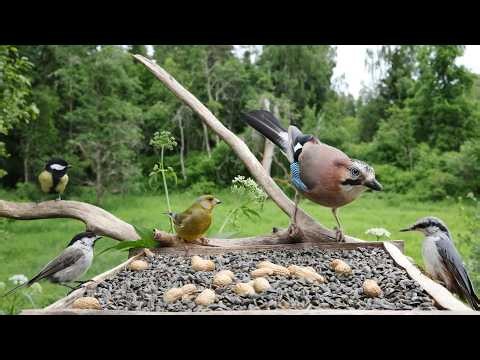 🔴 Forest Bird Feeder | Relaxing Nature Sounds from the Forest [ 2026/6/13 ]