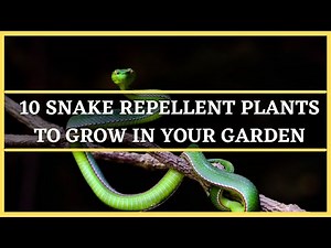 10 SNAKE REPELLENT PLANTS TO GROW IN YOUR GARDEN | GARDENING TIPS | GET RID OF SNAKES