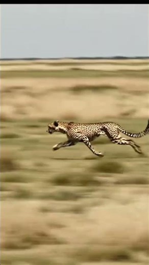 🧠 AI-Generated Cheetah Running | Hyper-Realistic Animal Animation in Motion