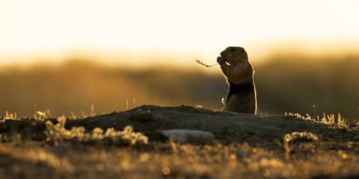 New Technologies Track Prairie Dogs and Map Their Burrows for the First Time