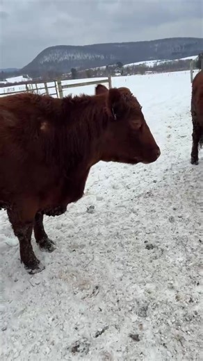 Lucky 13 All Natural Red Angus Beef on Reels