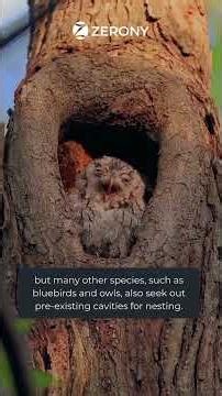 Incredible types of nests birds build