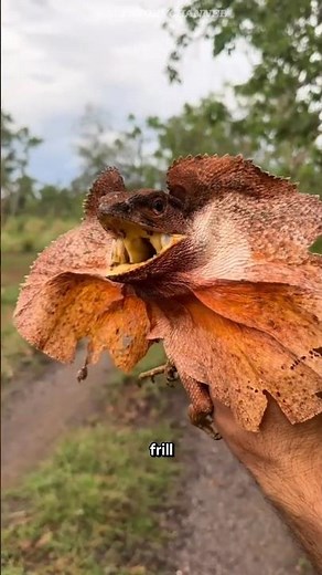 The Lizard With a Built-In Scare Mode #frilledlizard #frilleddragon