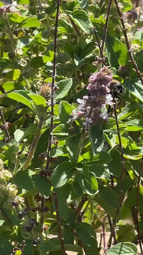 Bumbles on the basil gone to flower. Love me some bumbles!!! #bumblebee #beelife | Charlie Bee Company