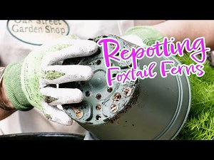 How to Repot a Foxtail Fern