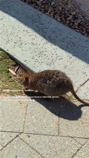 Day trip to Rottnest Island