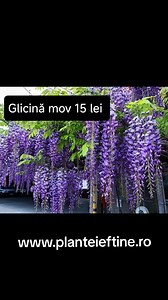 Glicina mov , copac lalea , moșmon , tei argintiu, afin canadian , liliac mov , corn fructifer #wisteria #cornus #amelanchier #tilia | Plante ieftine