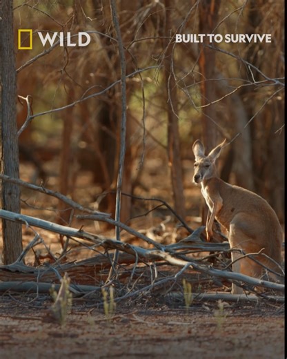 Faster than an Olympic sprinter, the red kangaroo can leap the length of two cars in a single bound. Indigenous educator Phil Breslin heads to Australia's Channel Country deserts to find out more about this iconic marsupial. Watch Built to Survive from Monday May 5th at 7pm, on National Geographic WILD UK. | National Geographic UK