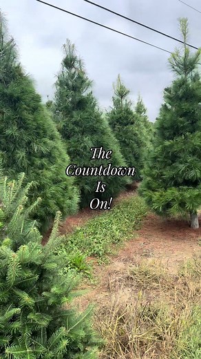 Our fields open next week for tree tagging🌲 Will we see you there? #huntschristmastreefarm #lancasterpa #keepingtraditionsalive #christmastreefarm #fypシ