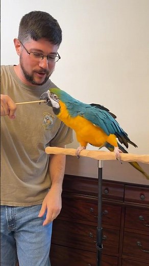 Purpose of Target Training a Parrot #parrottraining #macaw