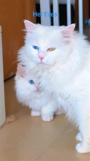 #cattok #foryour #catlover #cat #catslovers | cats videos