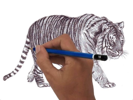 How to draw a Sumatran Tiger Learn to draw at: veriartcenter.com ... | Veri Apriyatno Artist