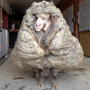 72M views · 630K reactions | This sheep was found with five years-worth of its wooly coat that needed shearing off - what a transformation!  | LADbible | Facebook
