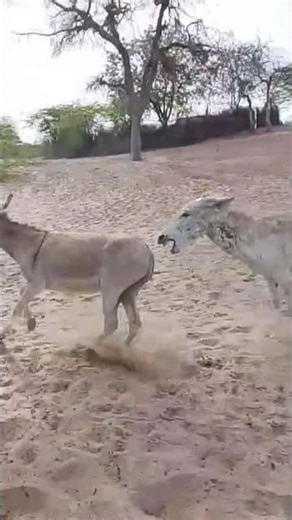 #donkey #metting #animallife