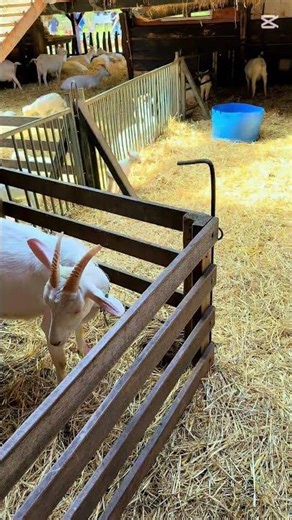 Dit lammetje kan niet stoppen met springen 😂🐑 #fyp #viral #cute #babyanimal #lammetje #lamb