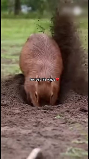 Lost Vape: A Heartbreaking Animal Moment