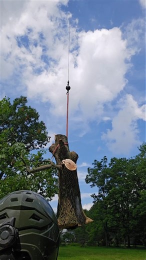 Crane Tree Removal Time-Lapse #treework#crane