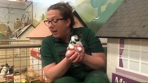 It's time for the sixth episode of our Bocketts Farmyard Classroom series and today you're in for a treat. We're going to meet some baby bunnies! Farmer Hannah heads off to explore Little Hoppington small animal village and will be teaching you all about our Rabbits and Guinea Pigs. Don't forget to print off the accompanying worksheet or grab some paper and pens to copy the activities. Today you'll need the 'Farm Animal Project' worksheet. You can download from our website here: https://www.bock