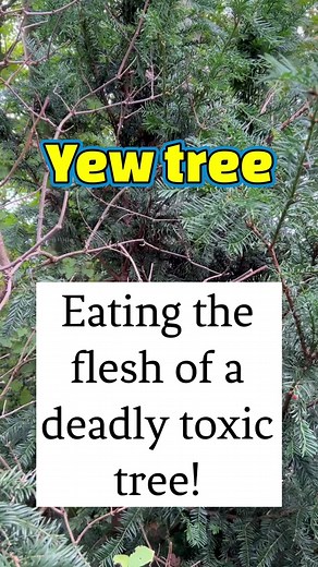 The Deadly Beauty of the Yew Tree: A Fascinating Look at its Toxicity and Lifespan