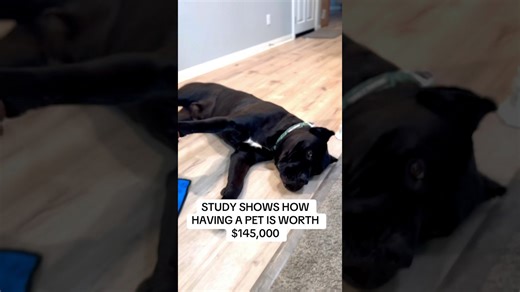 Why life with an Italian mastiff is truly priceless