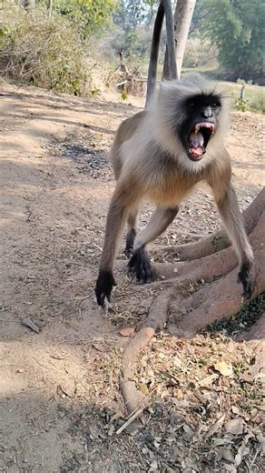 Angry Monkey Attack Moment 😡🐒 | Wild Jungle Short