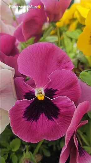 Colorful Violets💜🌿🌸 #flowers #violets #natureflowers #garden #springdiaries #flowershorts #nature